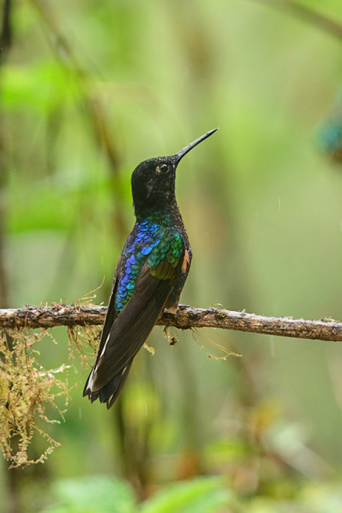 Velvet-purple Coronet, Boissonneaua jardini