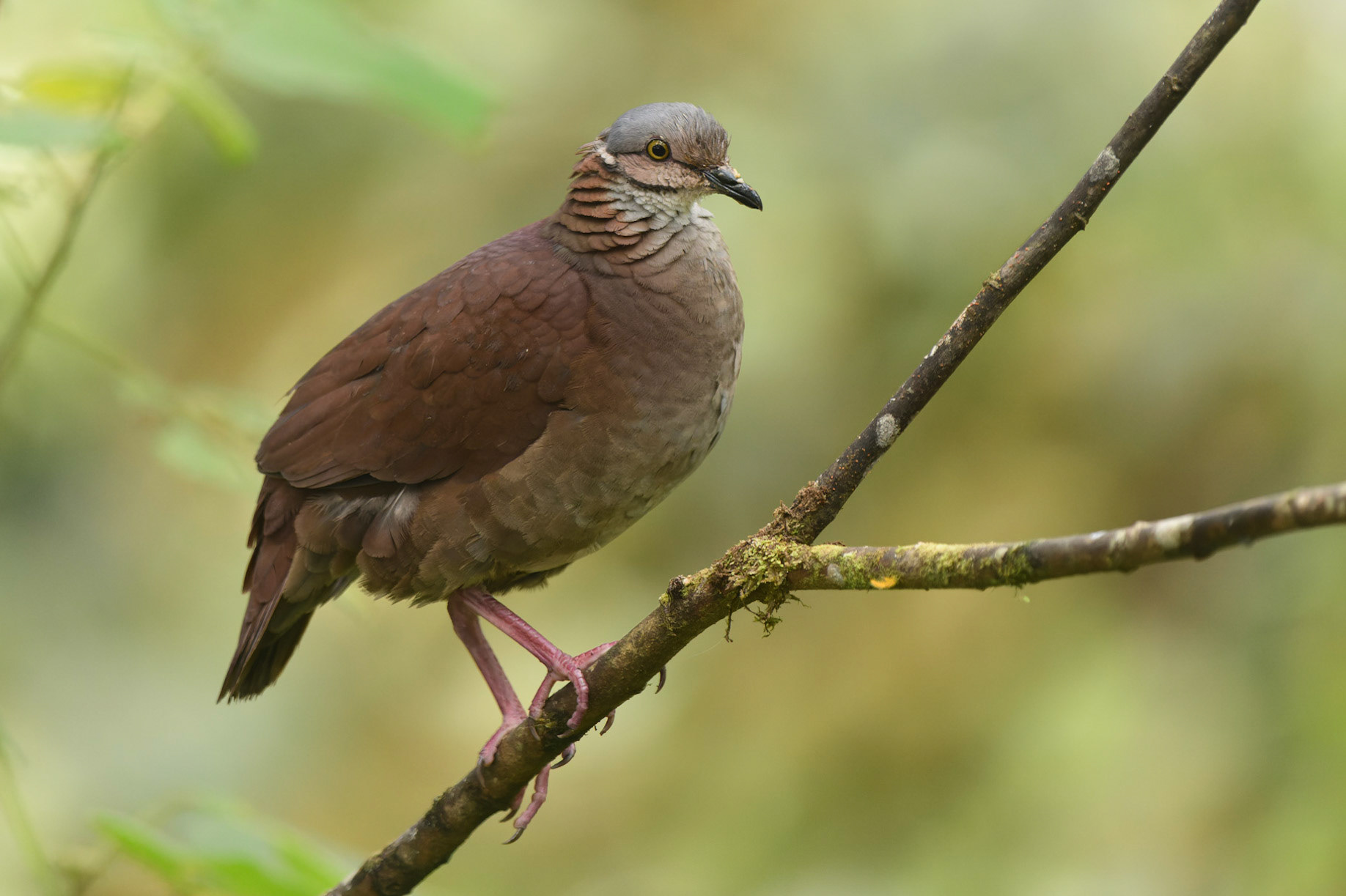 White-throated Quail-Dove, Zentrygon frenata
