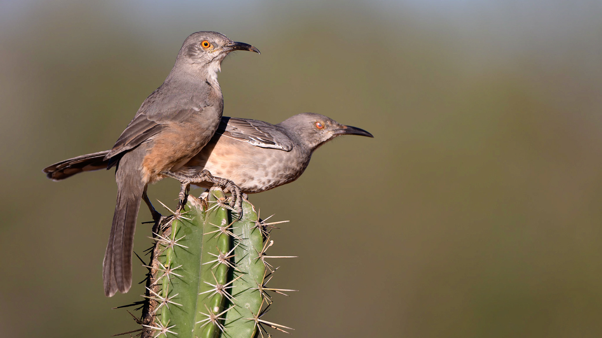 Curve-billed ThrasherToxostoma curvirostre