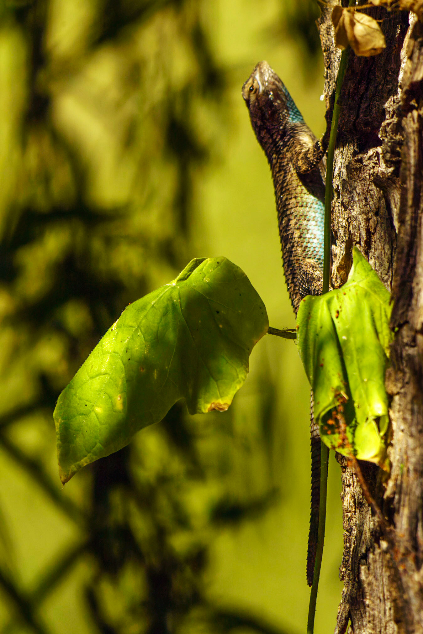 Clark’s Spiny Lizard, Sceloporus clarkii