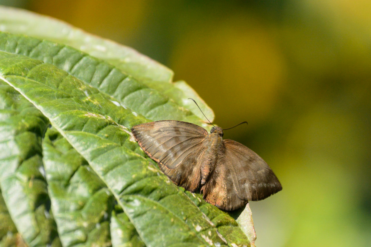 Pale Sicklewing, Achlyodes pallida