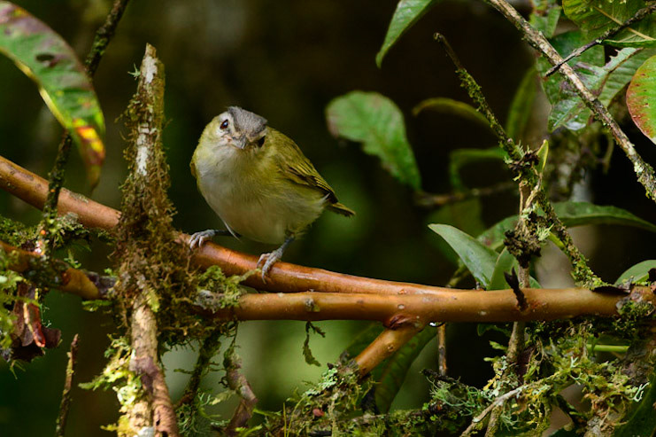Red-eyed Vireo, Vireo olivaceus