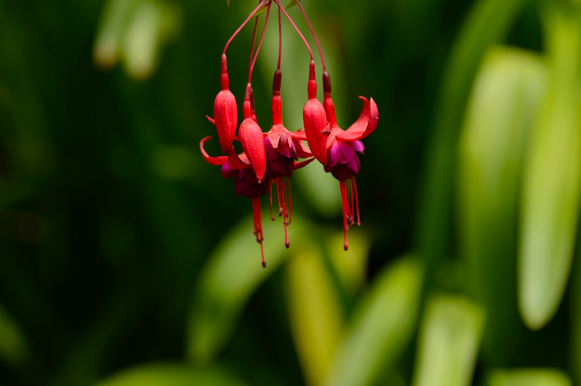Hardy Fuschia
