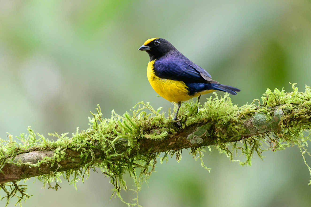 Orange-bellied Euphonia, Euphonia xanthogaster