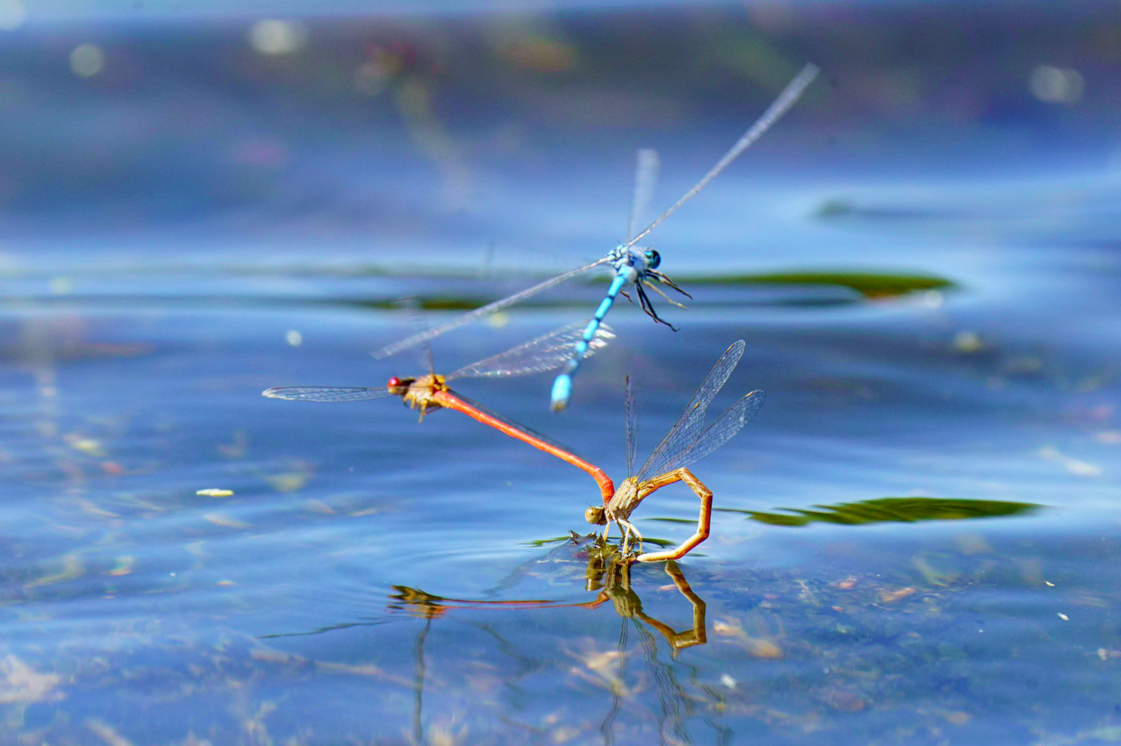 Desert Firetail (Damselfly), Telebasis salva
