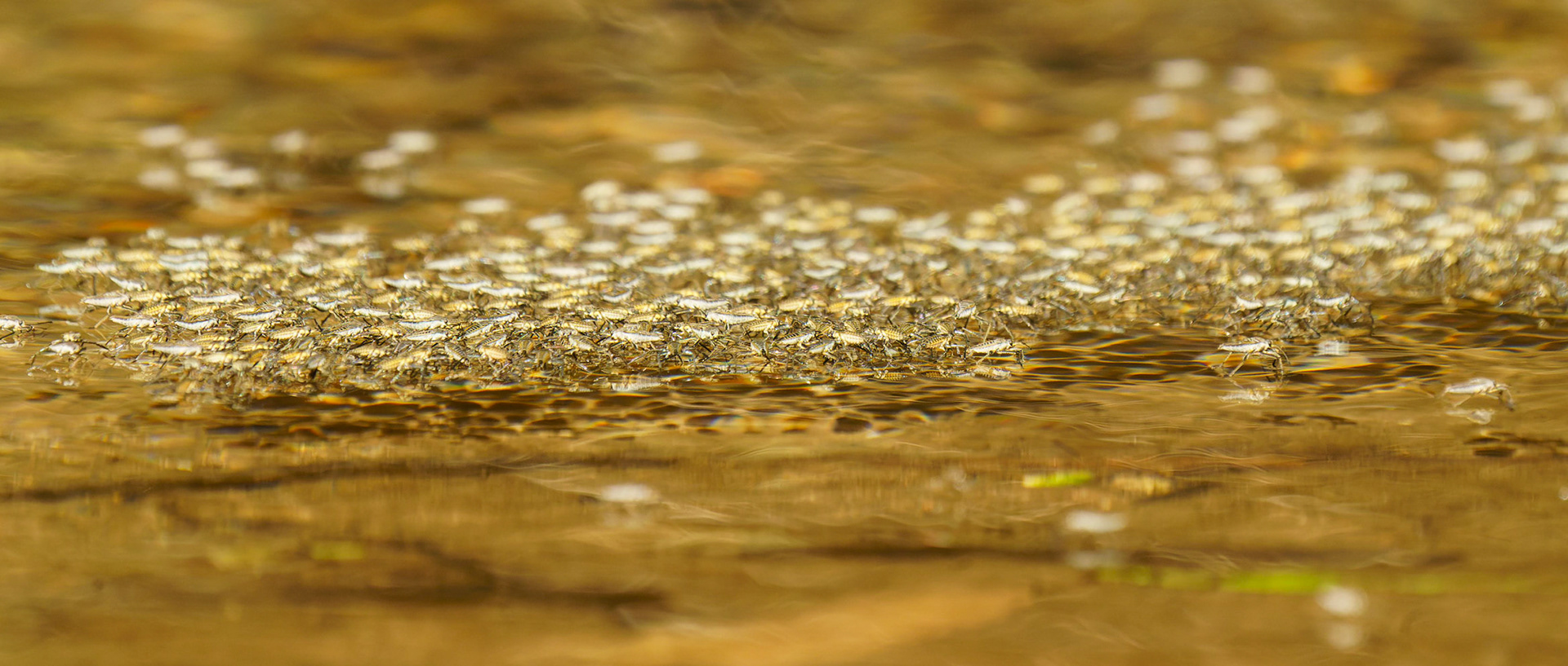 Common Water Strider, Aquarius remigis