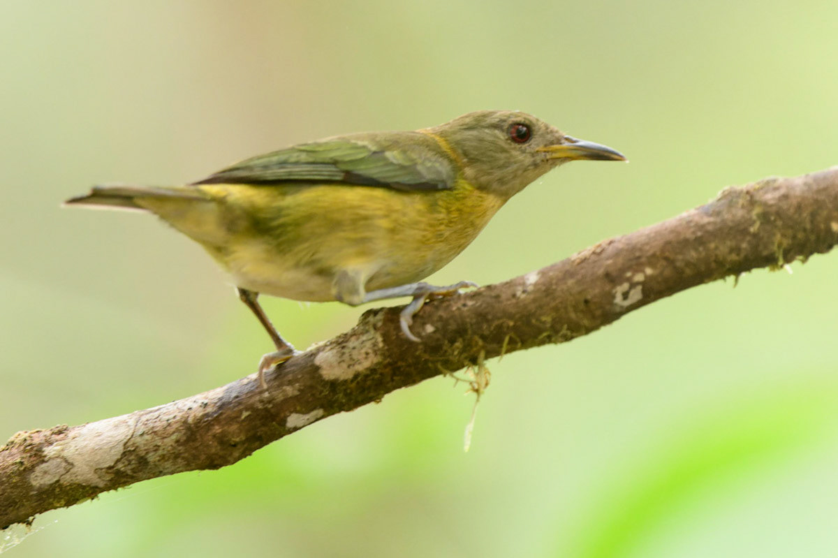 Golden-collared Honeycreeper, Iridophanes pulcherrimus