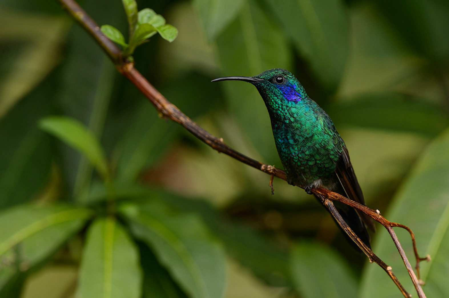 Green Violet-ear, Colibri thalassinus