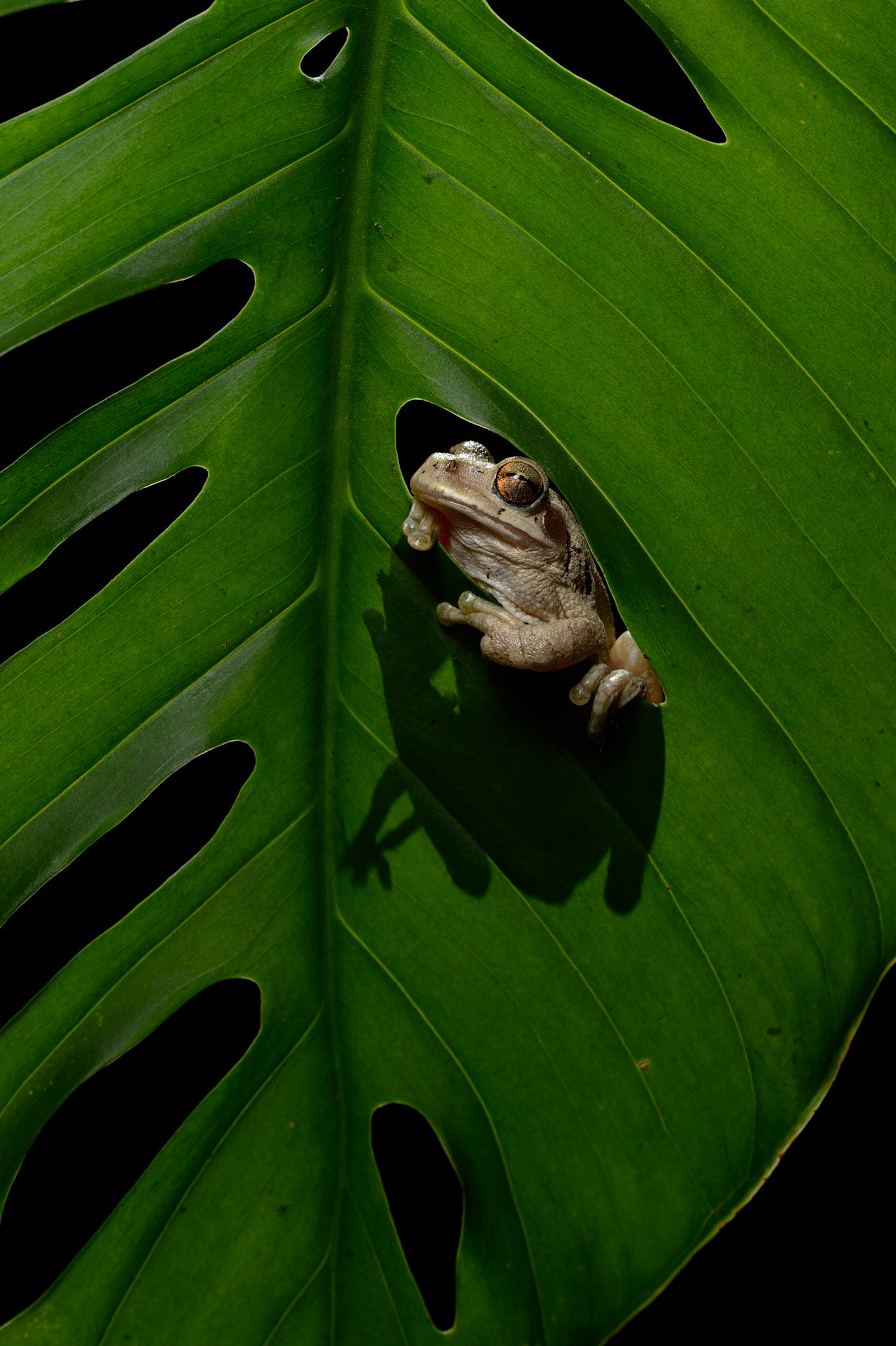 Drab Treefrog, Smilisca sordida. Also known as Costa Rican Smilisca, Veragua Cross-banded Treefrog