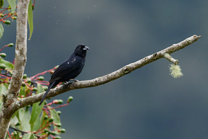 White-lined Tanager, Tachyphonus rufus
