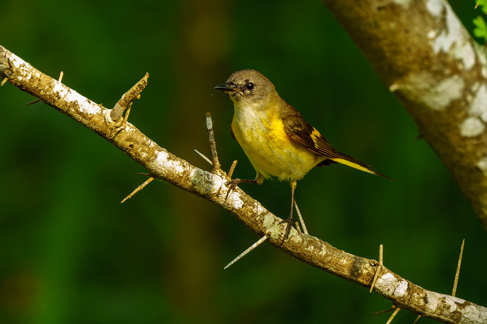 American Redstart, Setophaga ruticilla