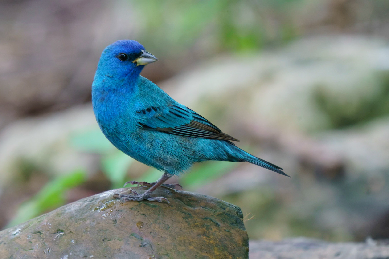 Indigo Bunting, Passerina cyanea