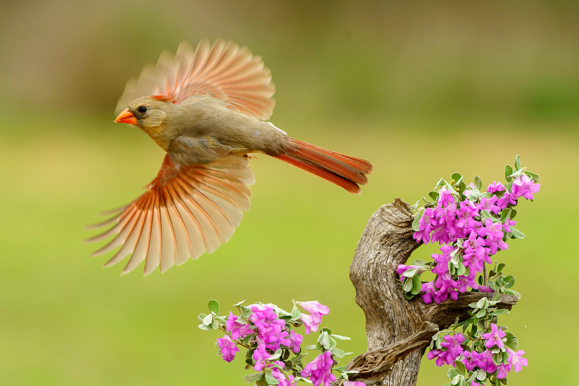 Northern Cardinal, Cardinalis cardinalis