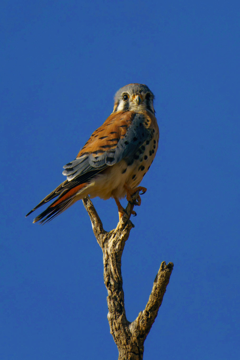 American Kestrel (Male), Falco sparverius, Falco sparverius