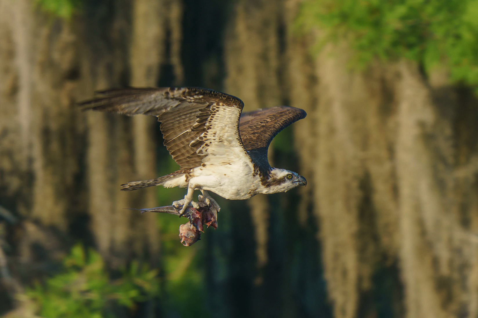 Osprey, Pandion haliaetus