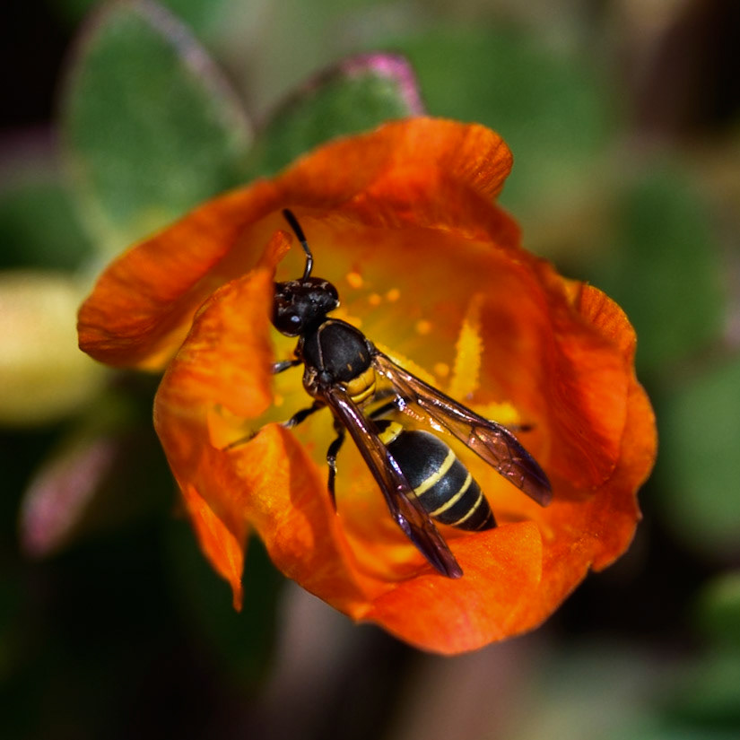 Yellowjacket, Polybia simillima