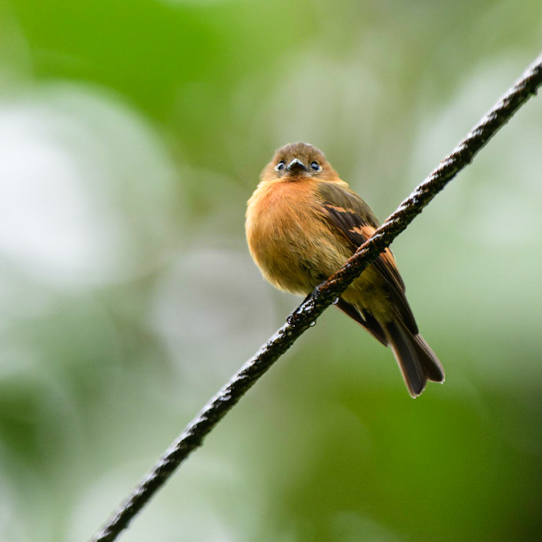 Cinnamon Flycatcher, Pyrrhomyias cinnamomeus
