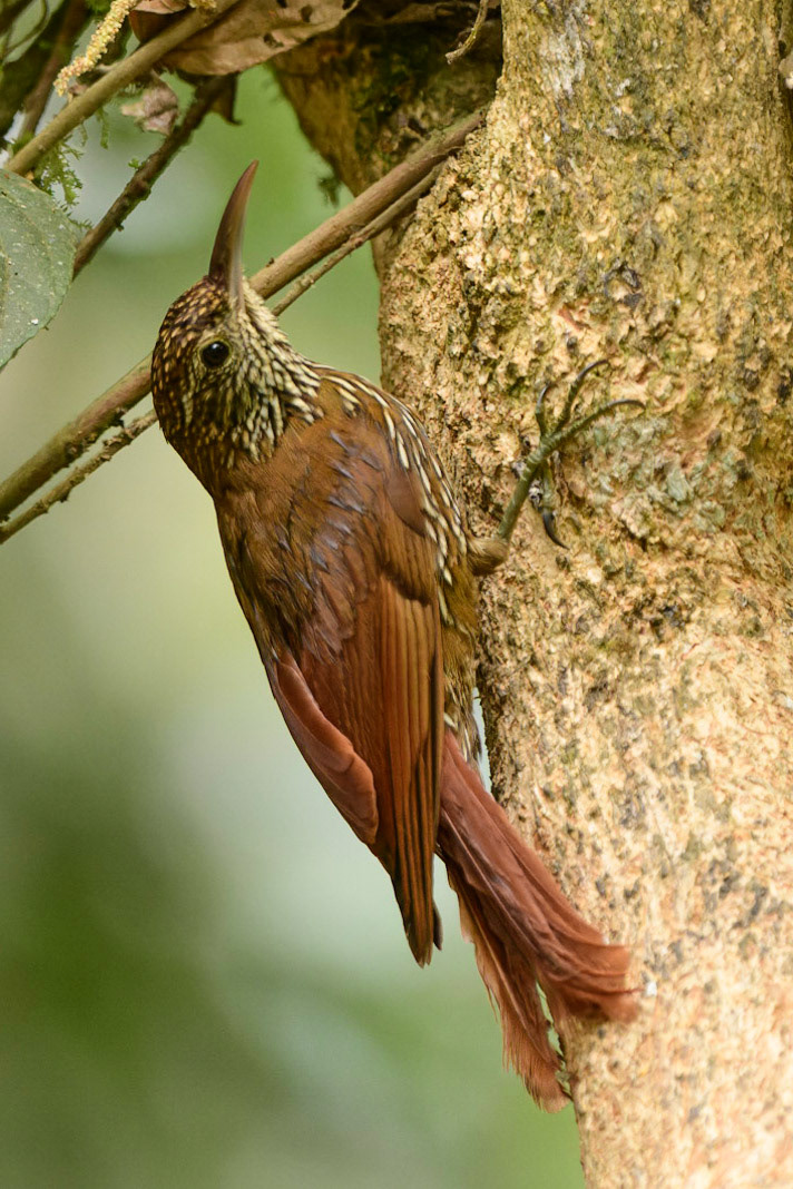 Montane Woodcreeper, Lepidocolaptes lacrymiger