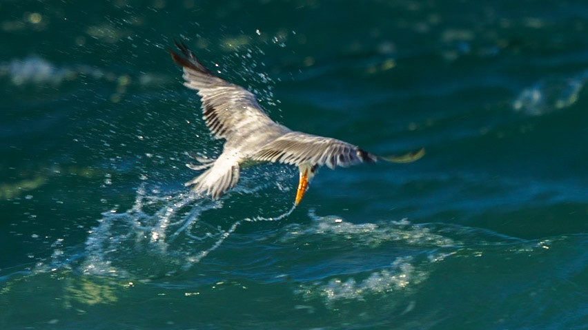 Royal Tern, Thalasseus maximus