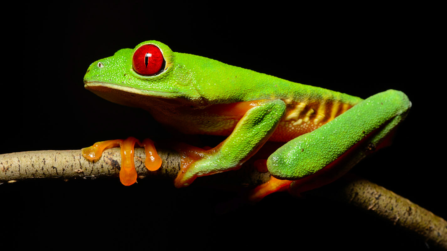 Red-eyed-Tree Frog, Agalychnis callidryas