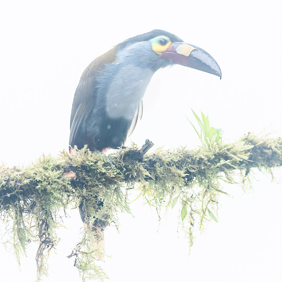 Plate-billed Mountain-Toucan, Andigena laminirostris