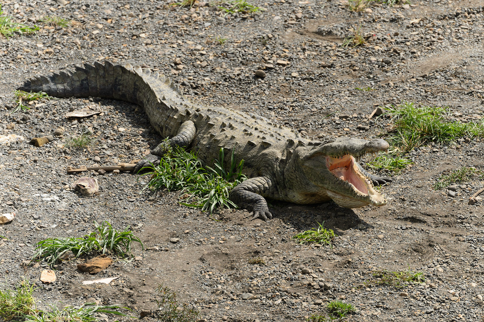 American Crocodile, Crocodylus acutus