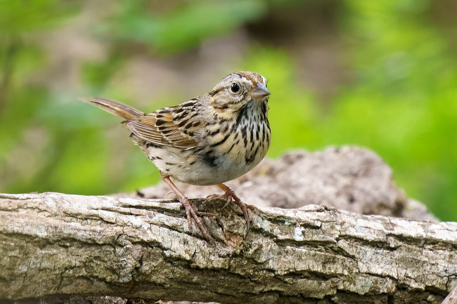 Lincoln's Sparrow, Melospiza lincolnii