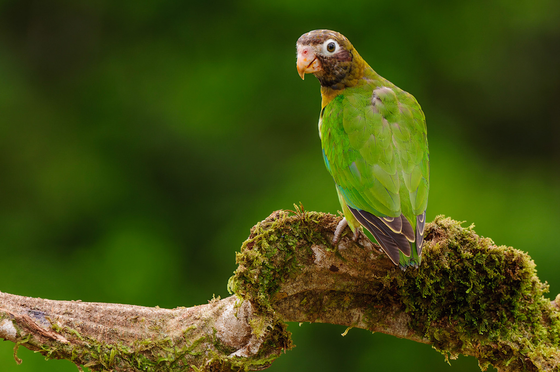 Brown-hooded Parrot, Pyrilia haematotis