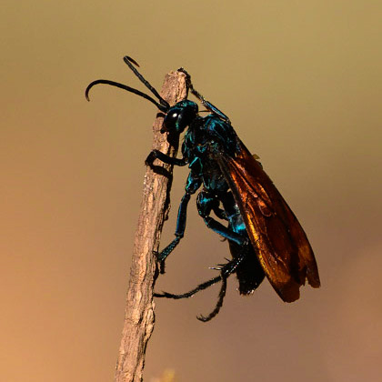 Thisbe's Tarantula-hawk Wasp, Pepsis thisbe