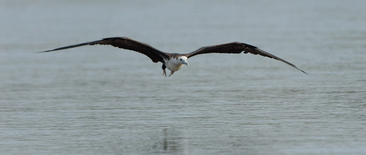 Magnificent Frigatebird, Fregata magnificens