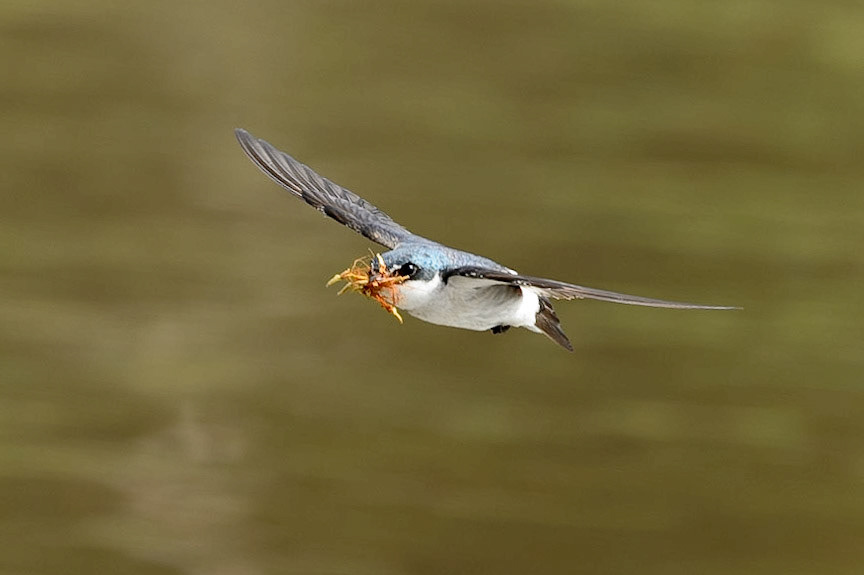 Mangrove Swallow, Tachycineta albilinea