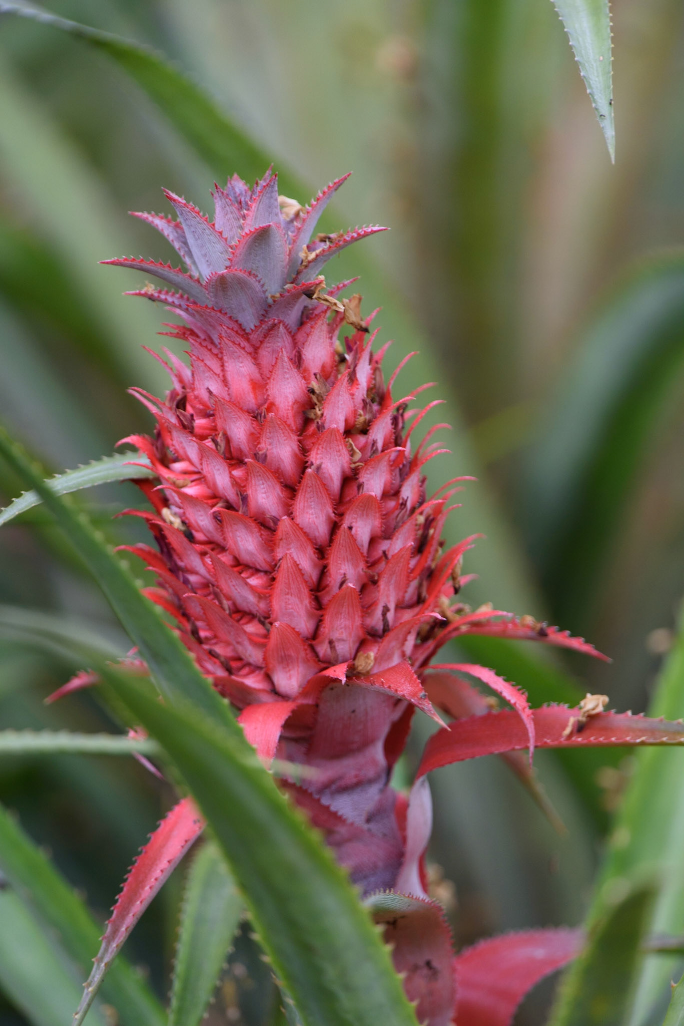 Wild Pineapple , Ananas bracteatus