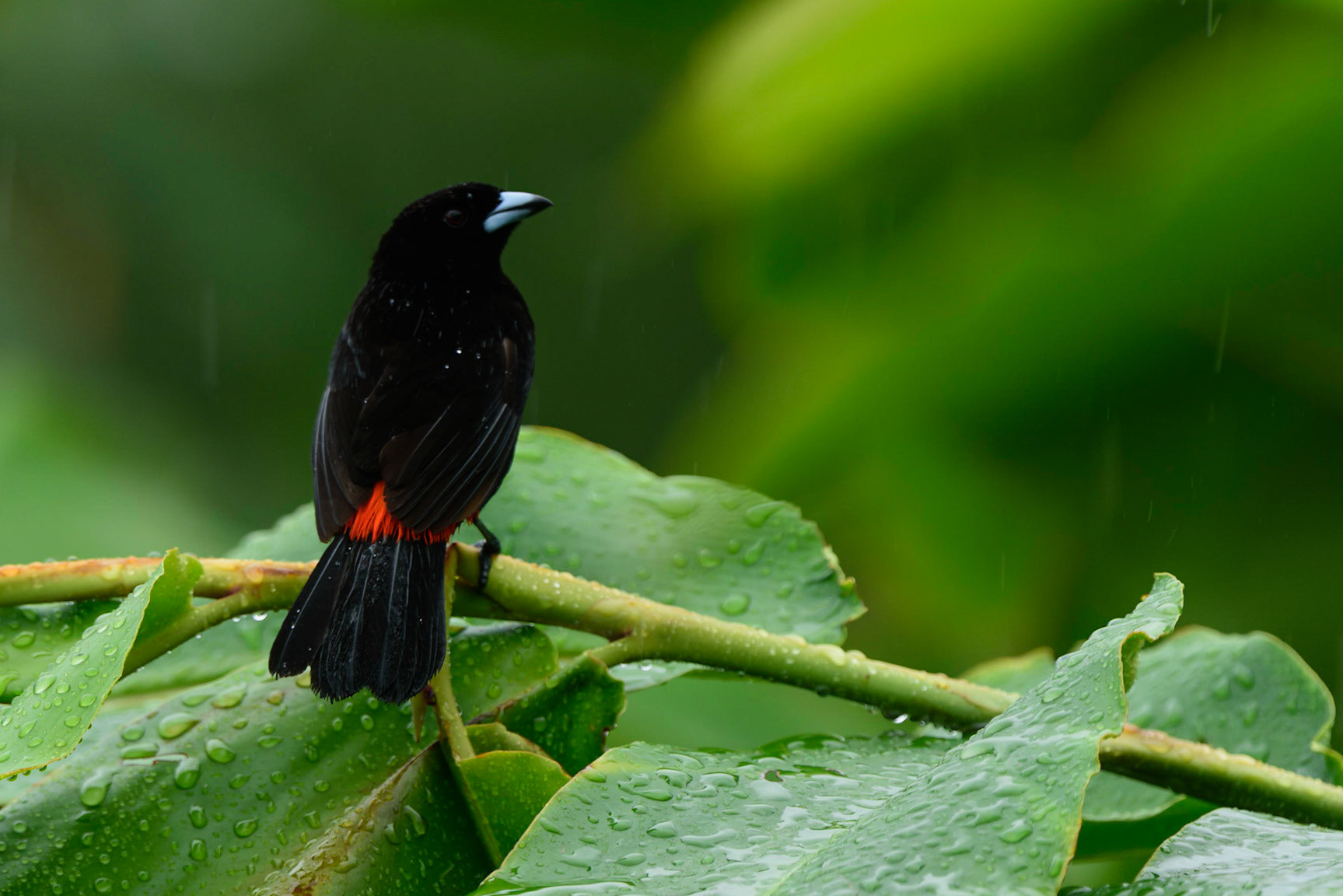 Cherrie's Tanager, Ramphocelus costaricensis