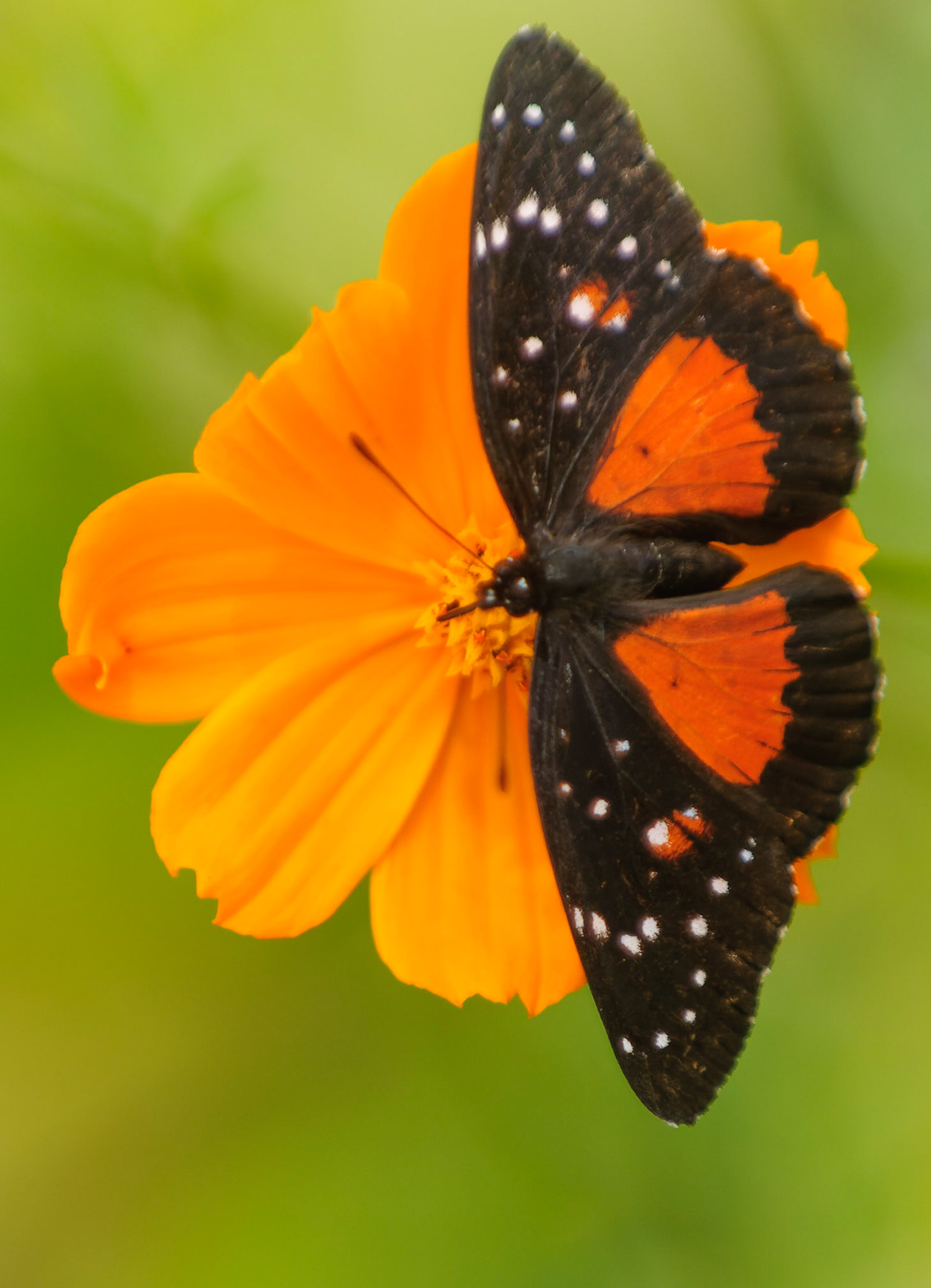 Crimson Patch, Chlosyne janais