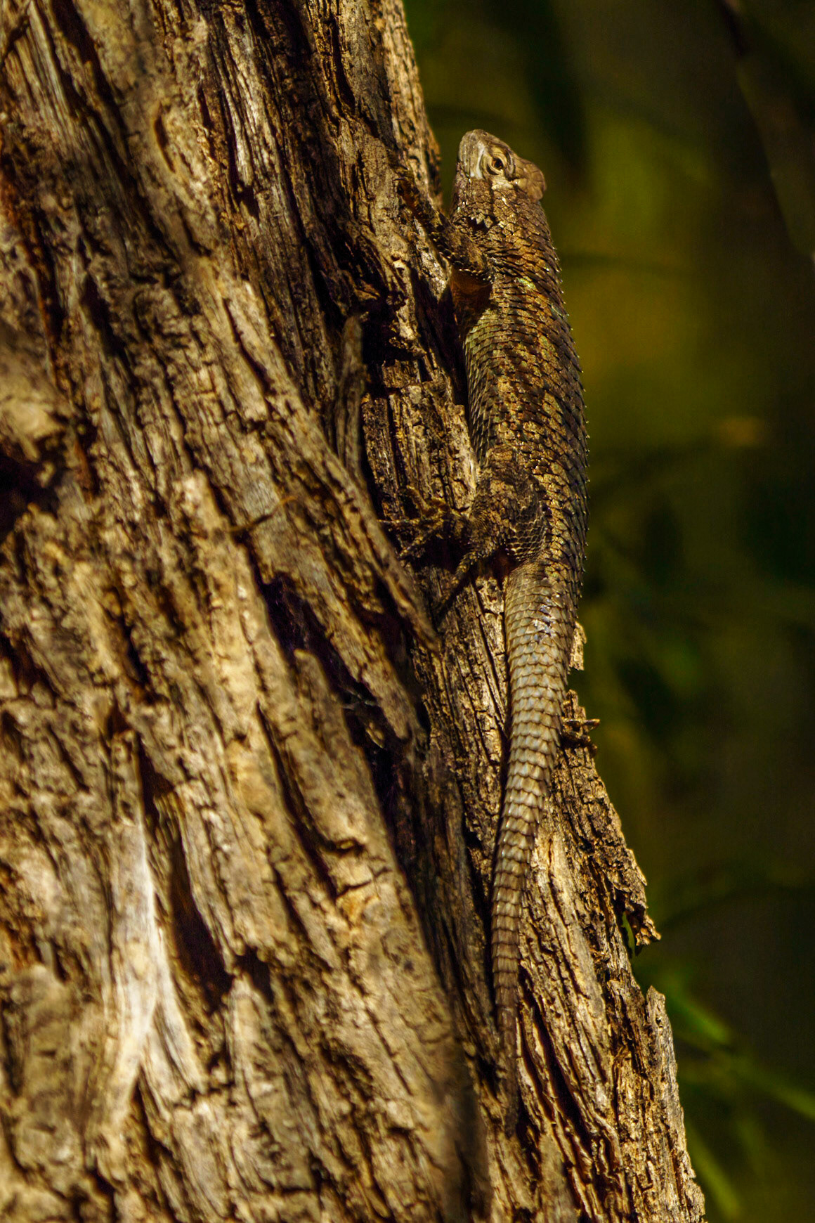 Clark’s Spiny Lizard, Sceloporus clarkii