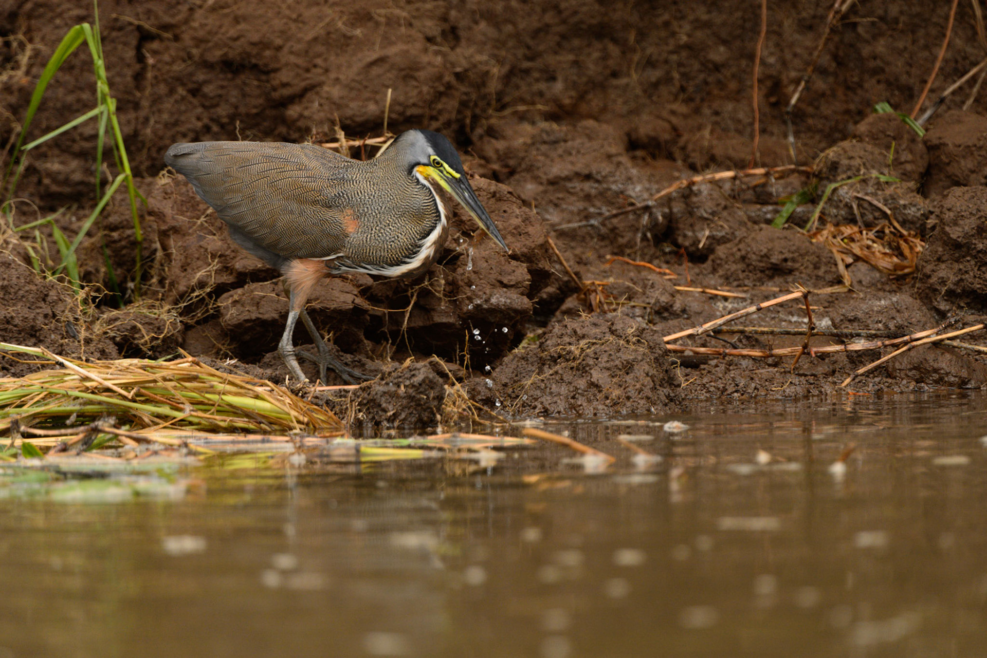 Bare-throated Tiger Heron, Tigrisoma mexicanum