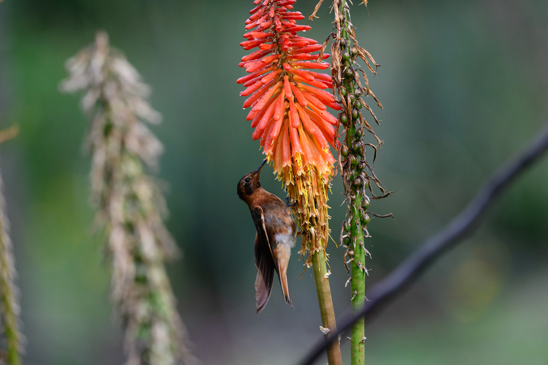 Shining Sunbeam, Aglaeactis cupripennis