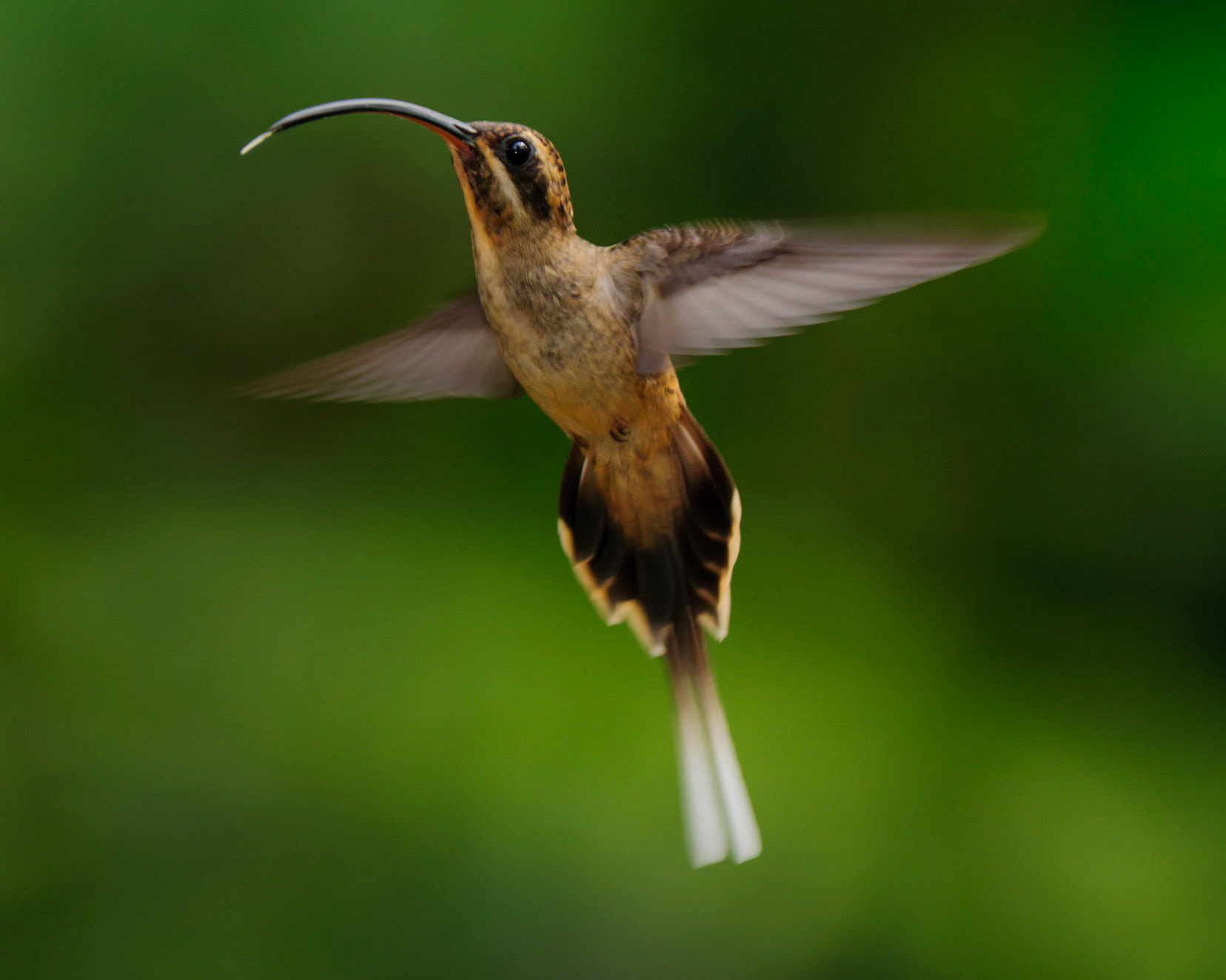 Long-billed Hermit, Phaethornis longirostris
