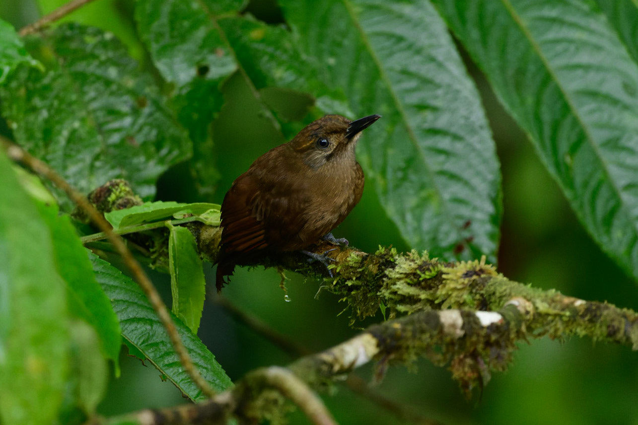 Plain-brown Woodcreeper, Dendrocincla fuliginosa
