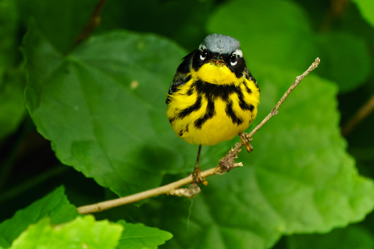Magnolia Warbler, Setophaga magnolia
