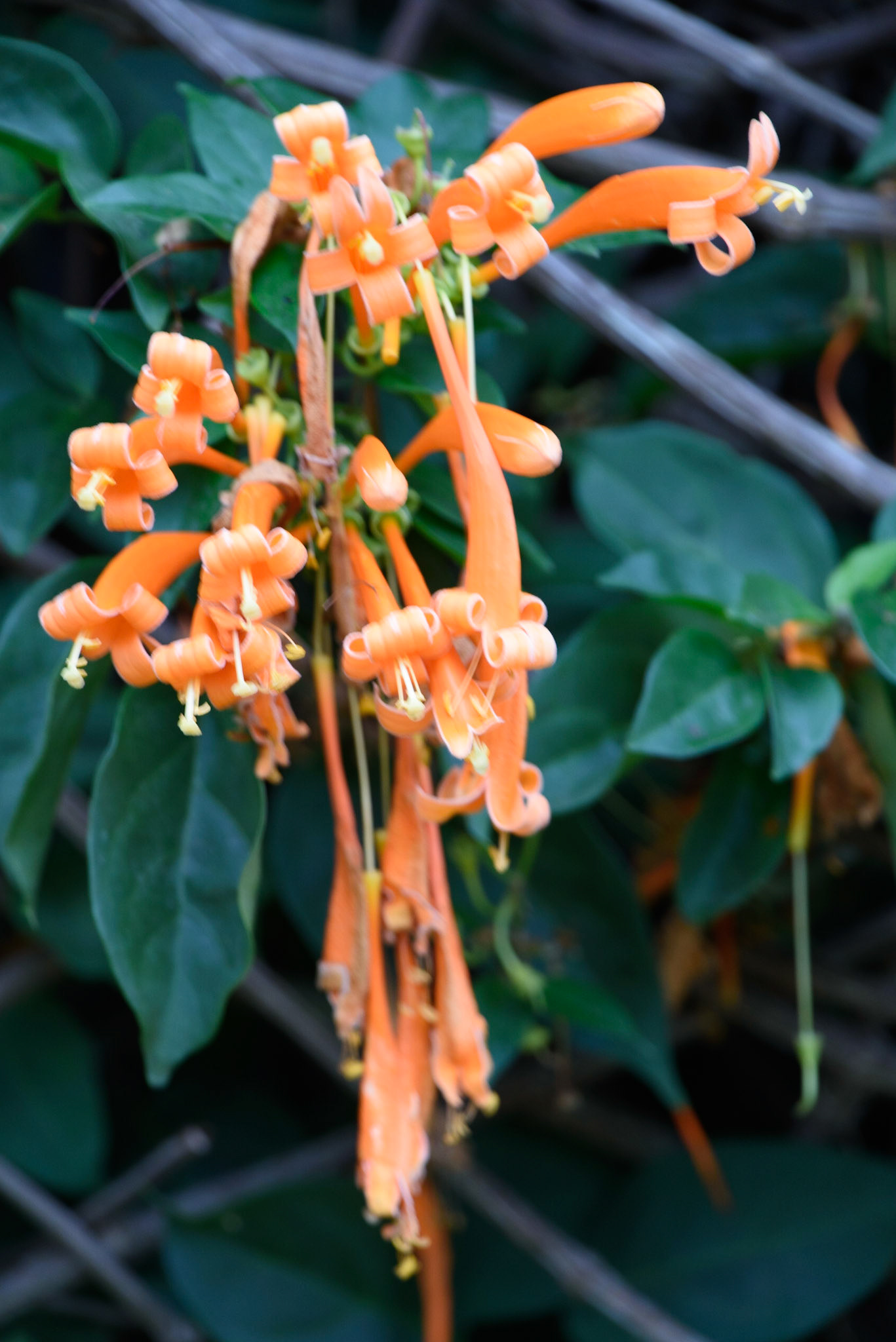 Orange Trumpet, Golden Shrimp Plant, Pachystachys lutea