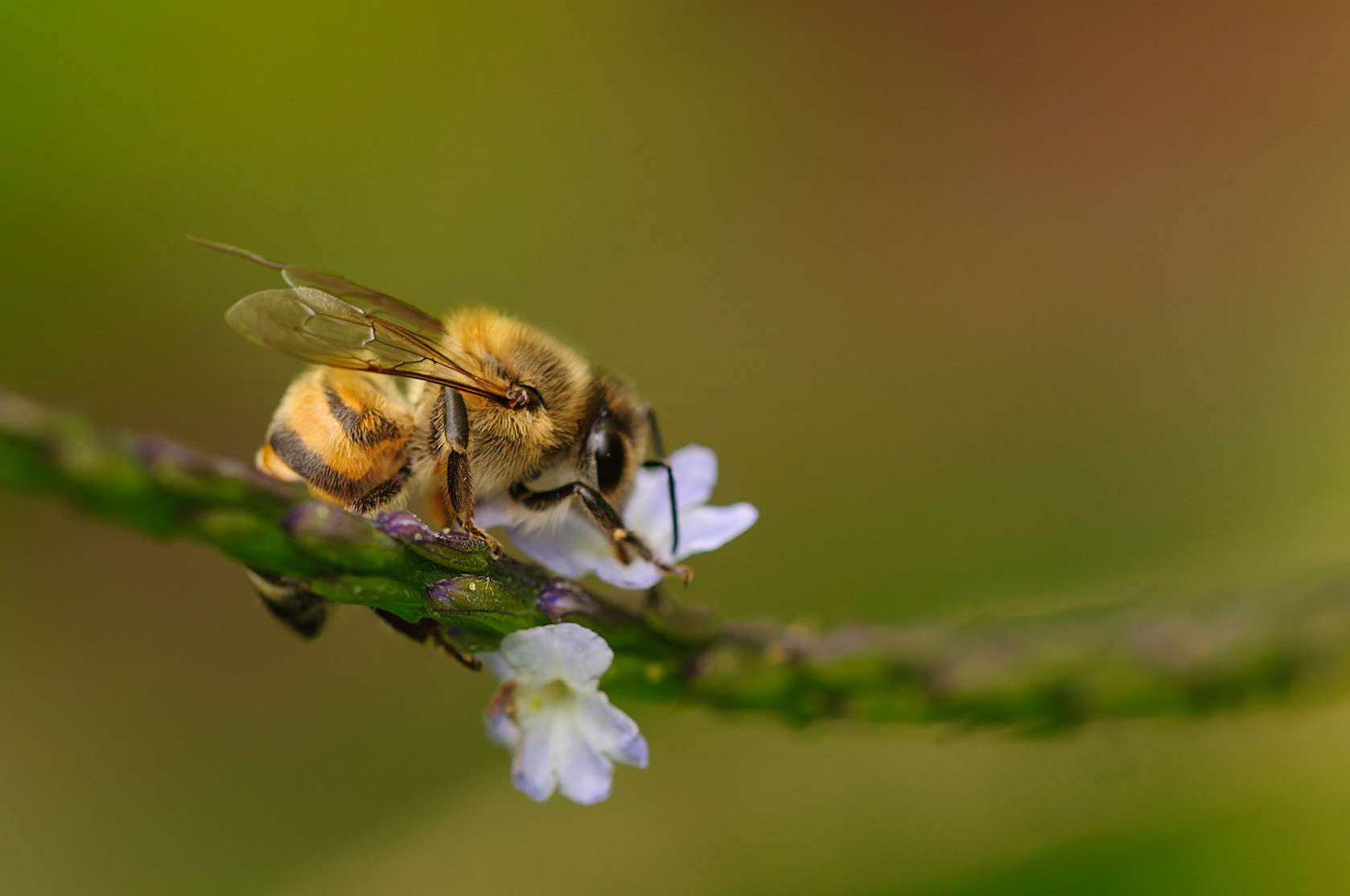 Hony Bee and Azul Verbena