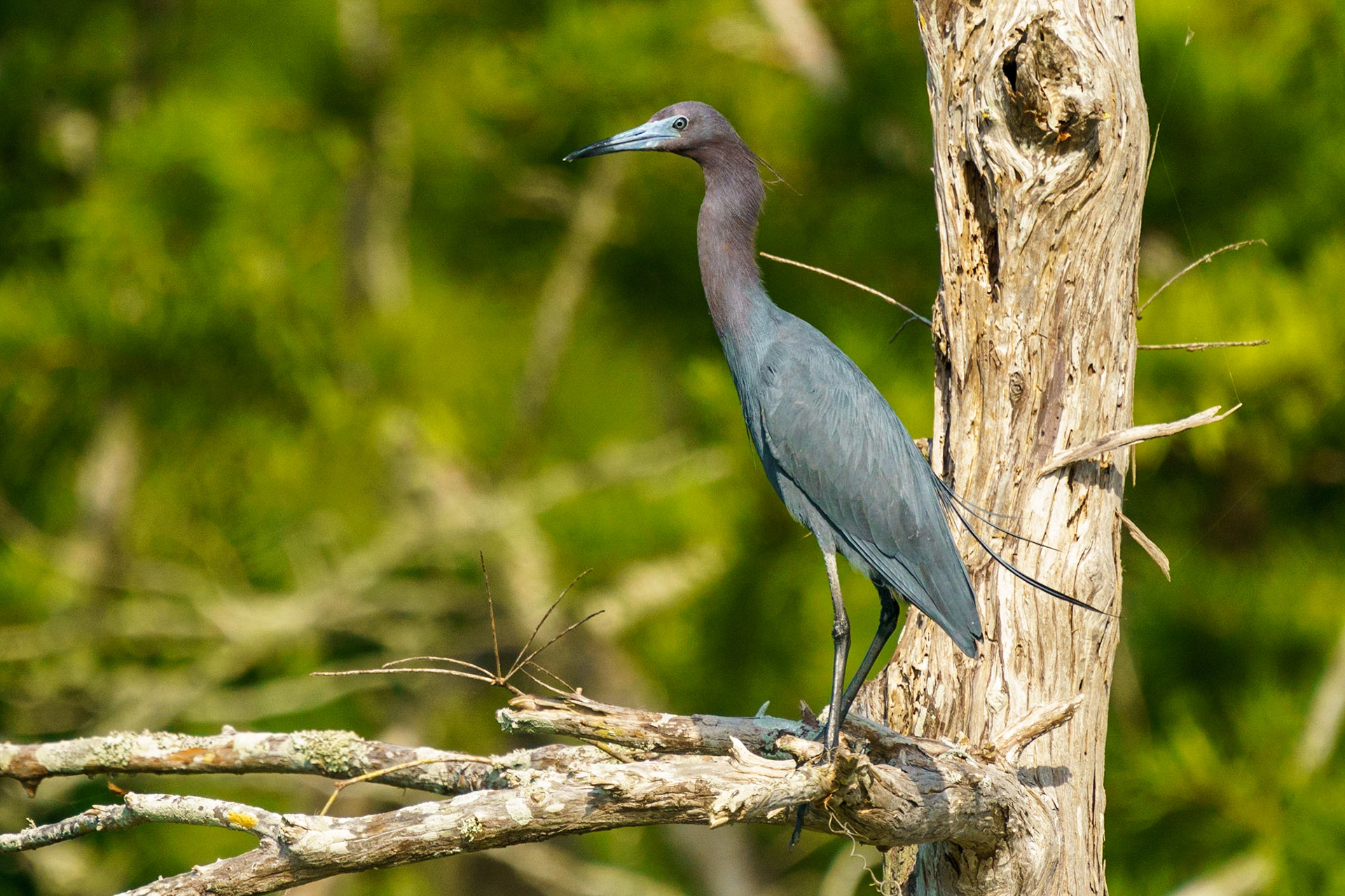 Little Blue Heron, Egretta caerulea