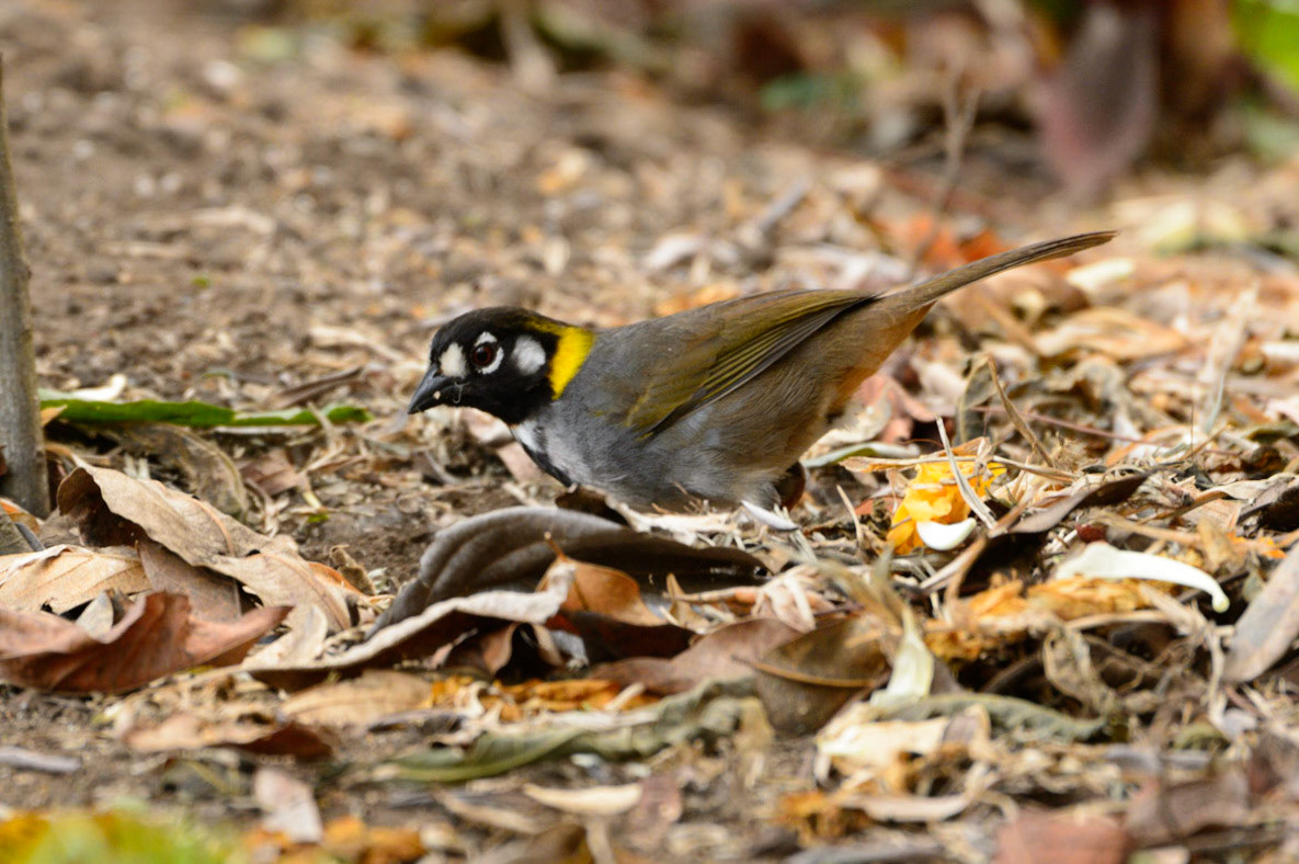 White-eared Ground Sparrow, Melozone leucotis