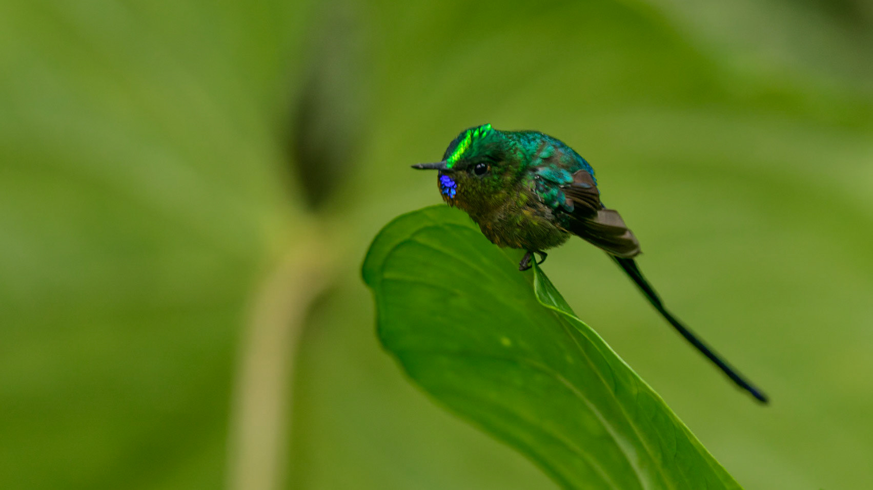 Violet-tailed Sylph, Aglaiocercus coelestis