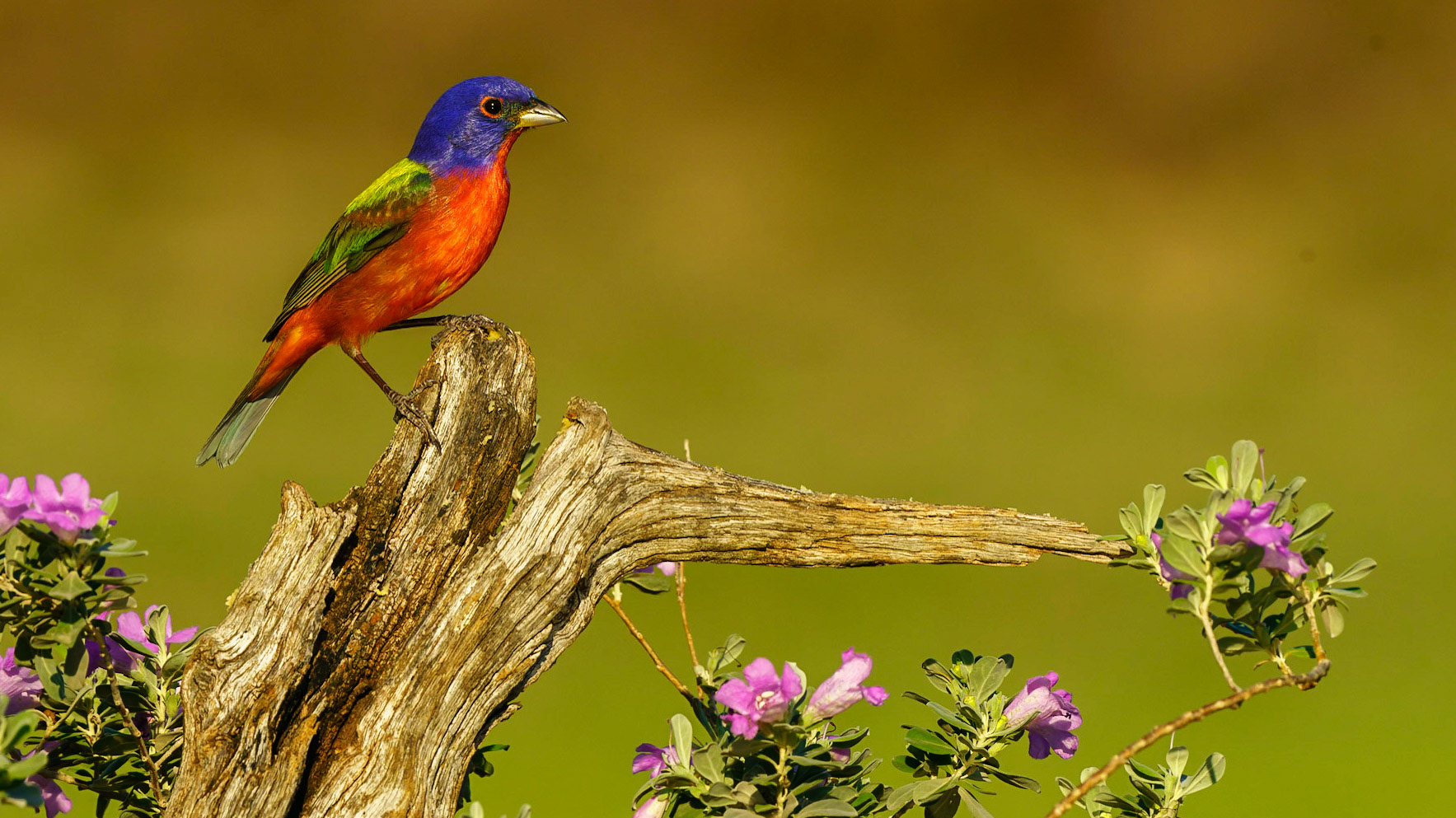 Painted Bunting, Passerina, ciris