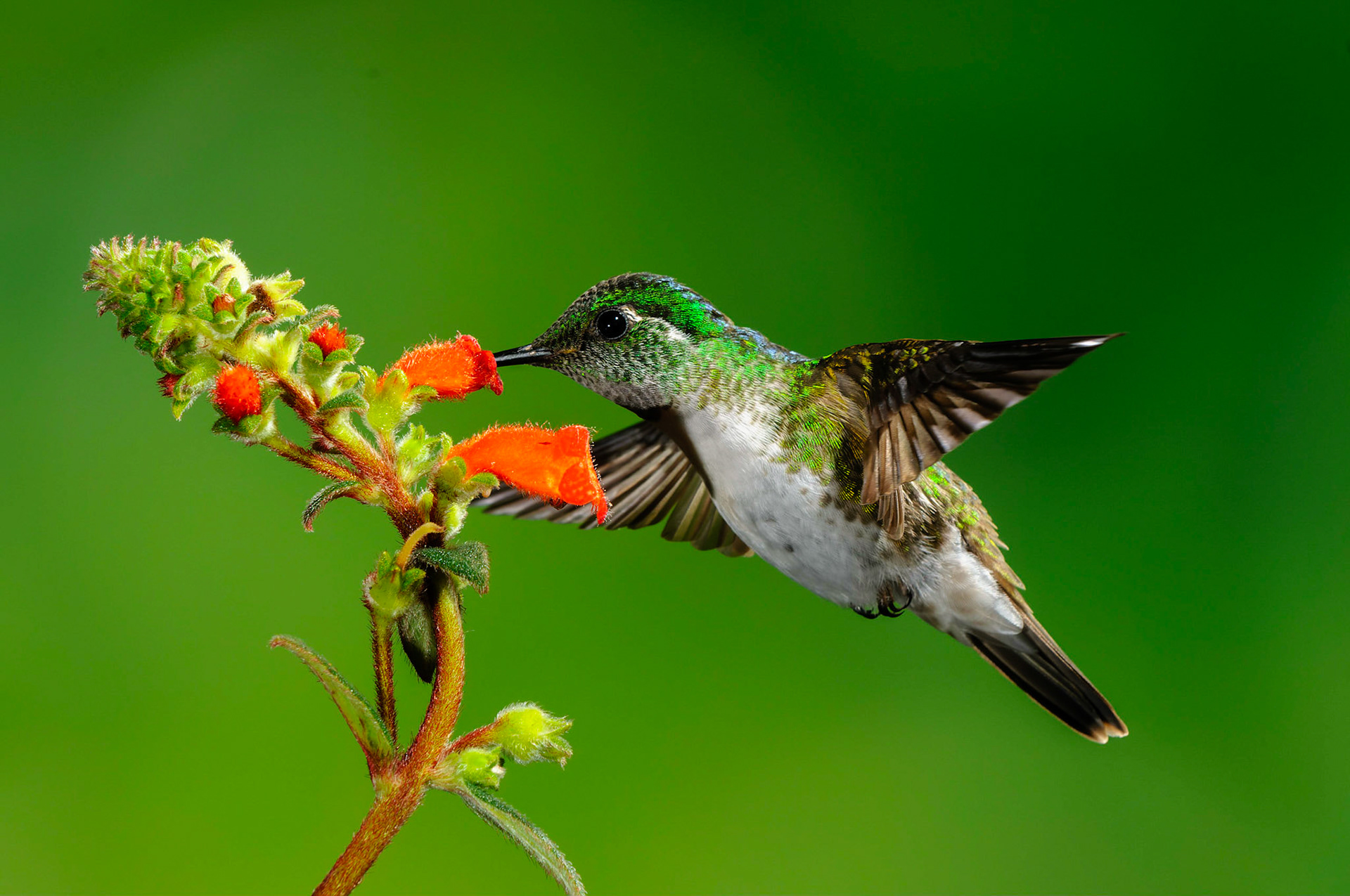 White-bellied Mountain-gem, Oreopyra hemileucus