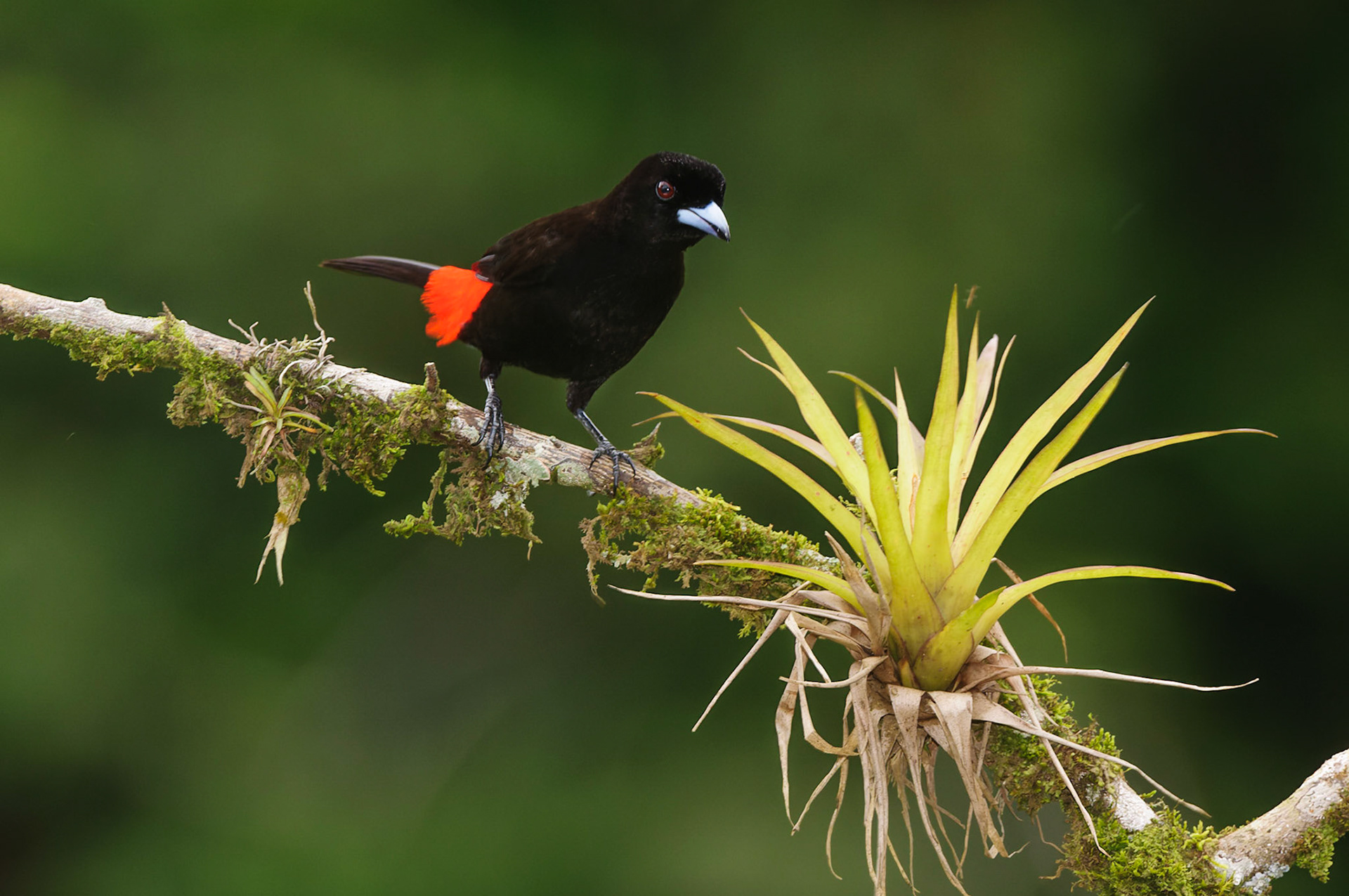 Scarlet-rumped Tanager, Ramphocelus passerinii