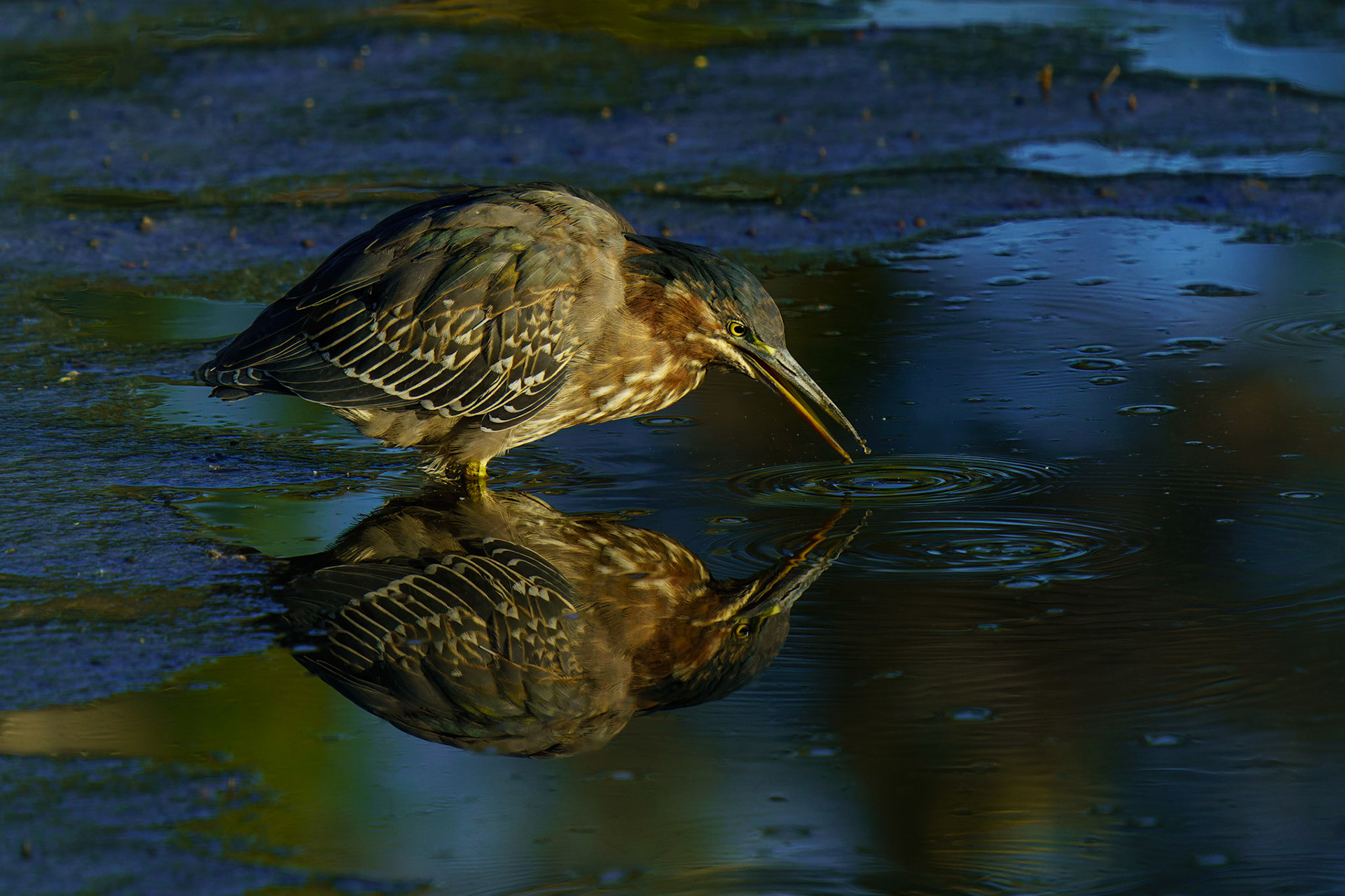 Green Heron, Butorides virescens