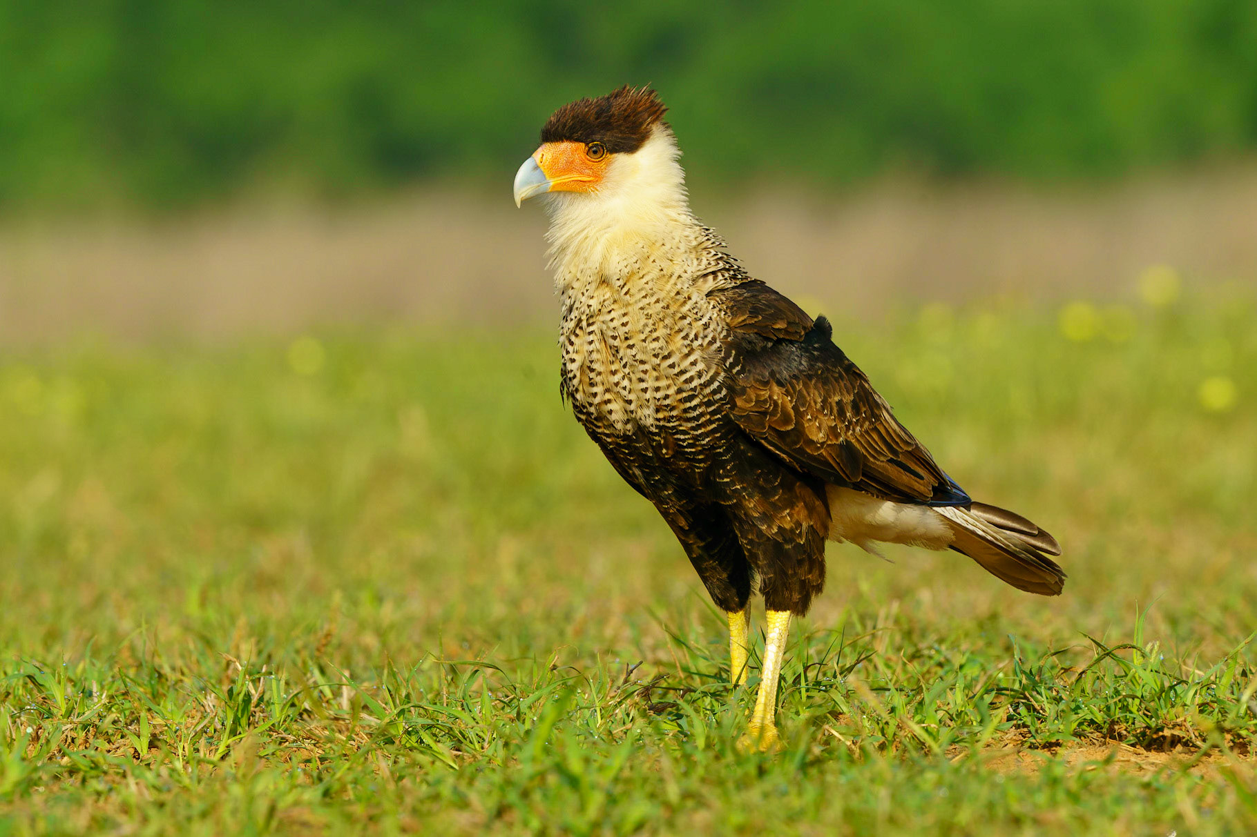 Crested Caracara, Caracara cheriway